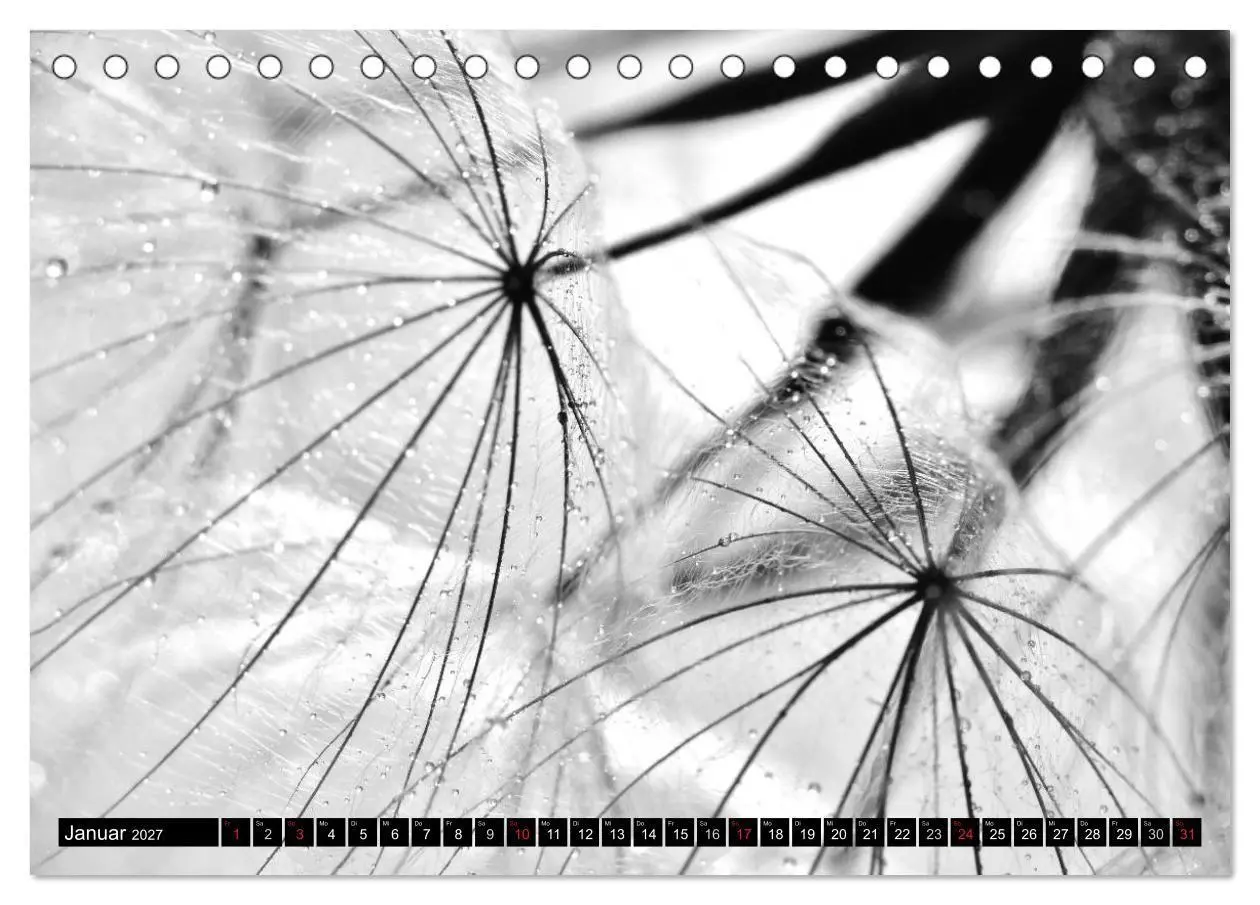 Bild: 9783594089385 | Pusteblume - Impressionen in schwarzweiß (Tischkalender 2027 DIN A5...