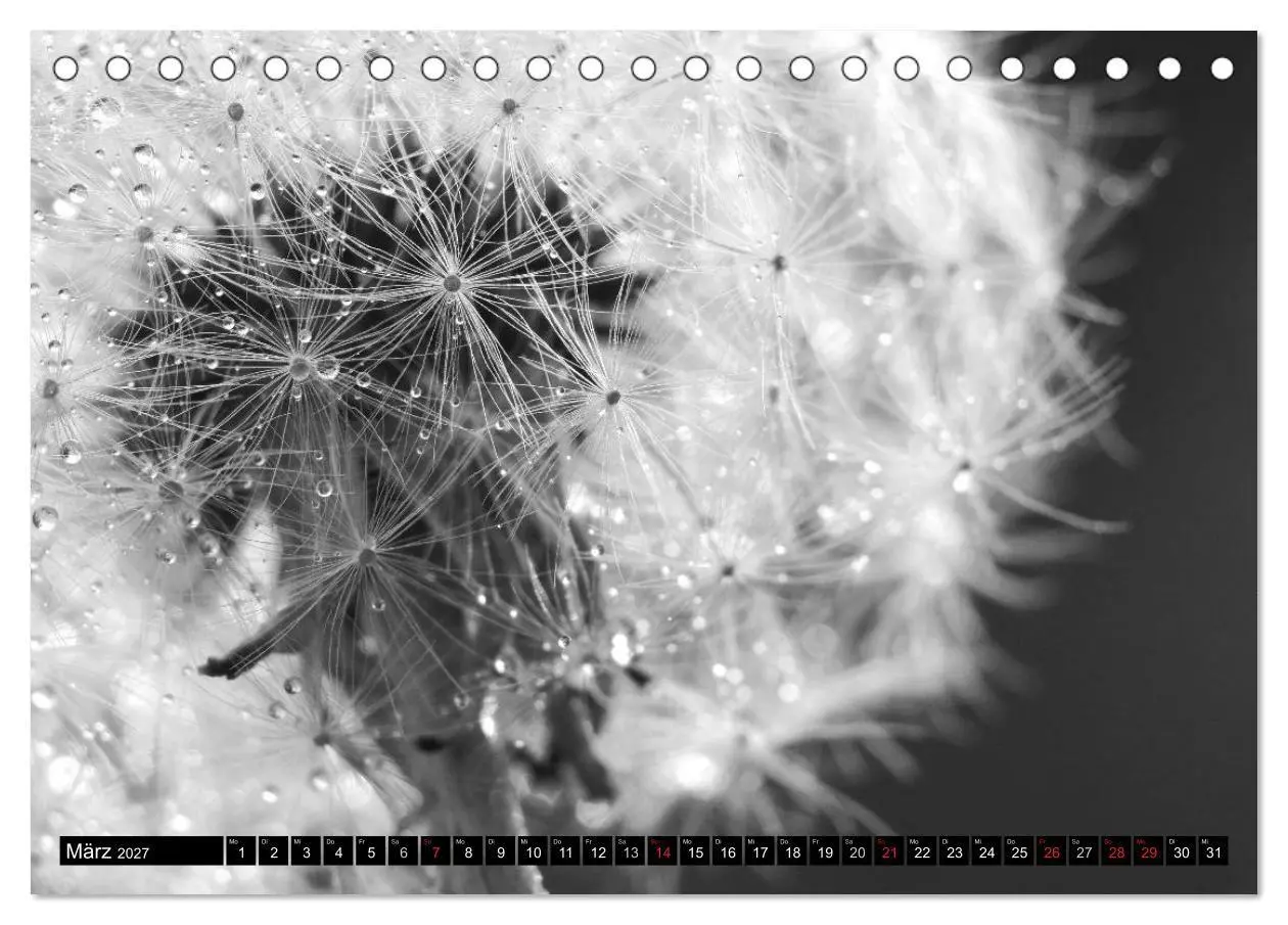 Bild: 9783594089385 | Pusteblume - Impressionen in schwarzweiß (Tischkalender 2027 DIN A5...