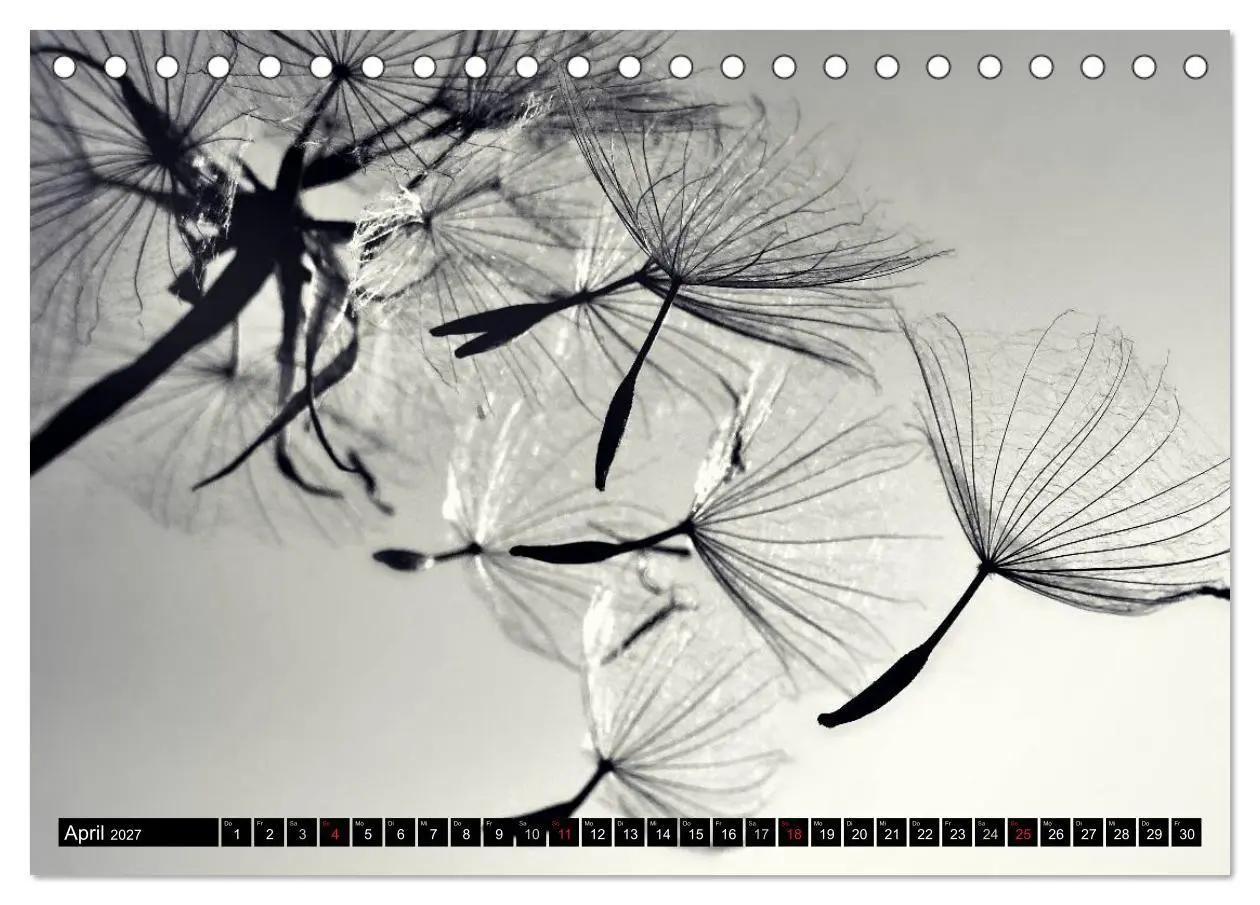Bild: 9783594089385 | Pusteblume - Impressionen in schwarzweiß (Tischkalender 2027 DIN A5...