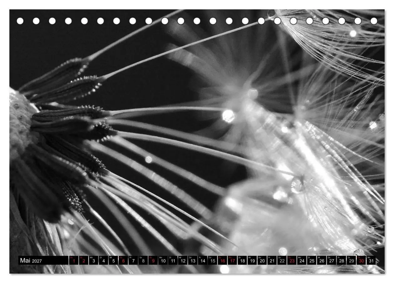 Bild: 9783594089385 | Pusteblume - Impressionen in schwarzweiß (Tischkalender 2027 DIN A5...