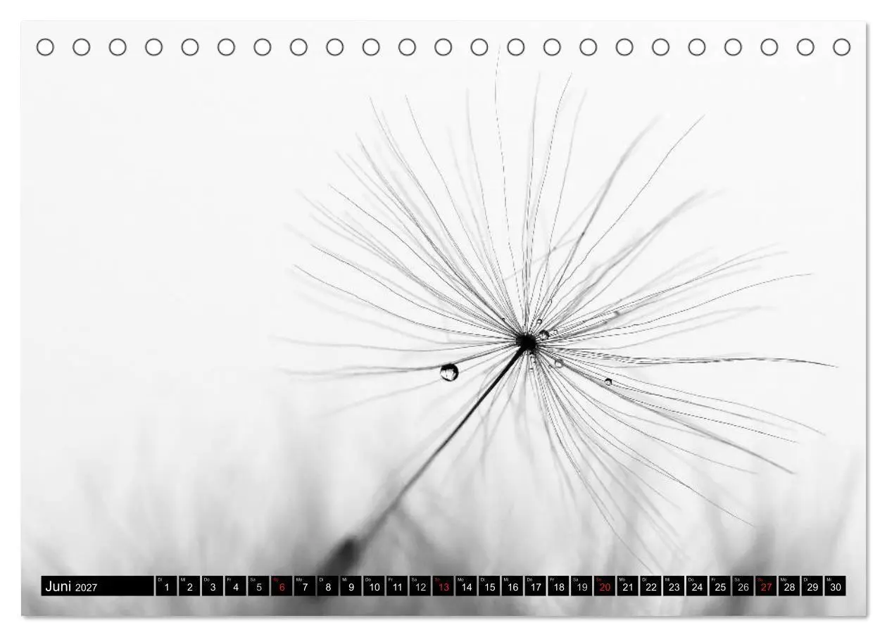 Bild: 9783594089385 | Pusteblume - Impressionen in schwarzweiß (Tischkalender 2027 DIN A5...