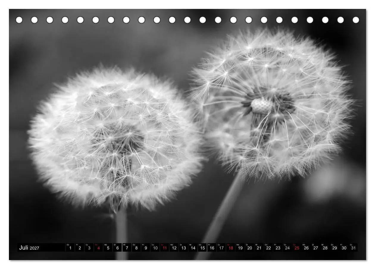Bild: 9783594089385 | Pusteblume - Impressionen in schwarzweiß (Tischkalender 2027 DIN A5...