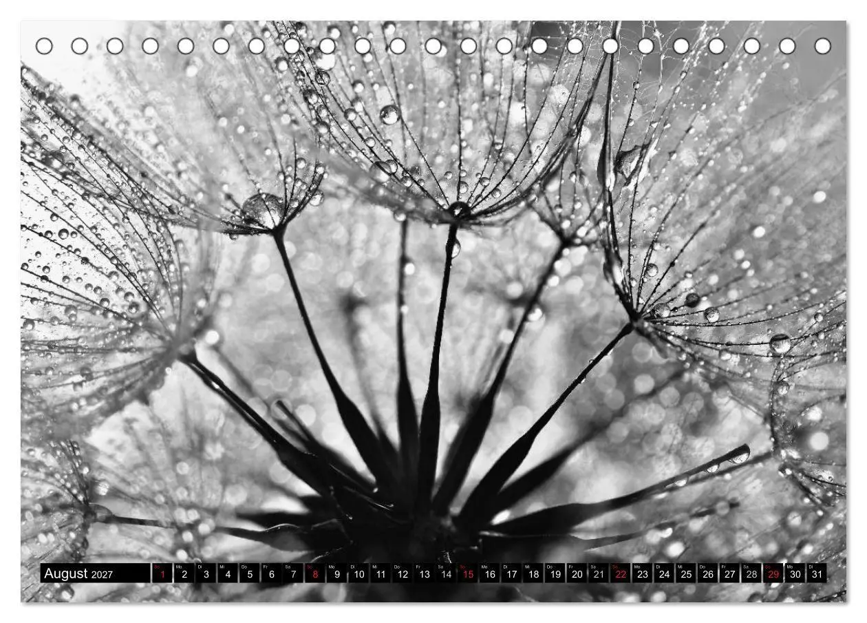 Bild: 9783594089385 | Pusteblume - Impressionen in schwarzweiß (Tischkalender 2027 DIN A5...