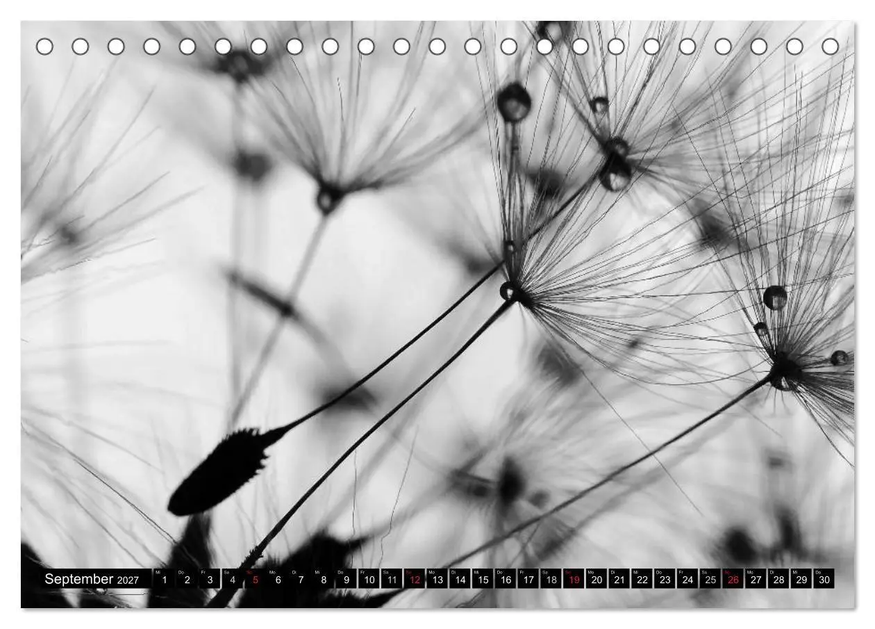 Bild: 9783594089385 | Pusteblume - Impressionen in schwarzweiß (Tischkalender 2027 DIN A5...