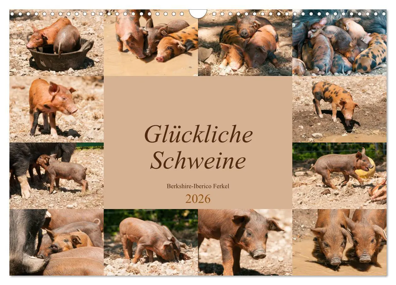 Cover: 9783457769485 | Glückliche Schweine Berkshire-Iberico Ferkel (Wandkalender 2026 DIN...