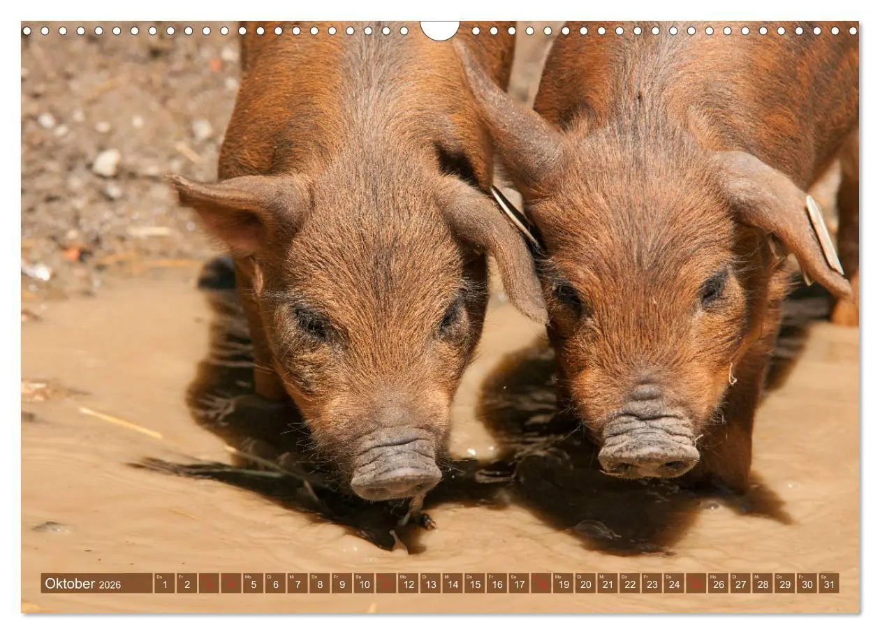 Bild: 9783457769485 | Glückliche Schweine Berkshire-Iberico Ferkel (Wandkalender 2026 DIN...