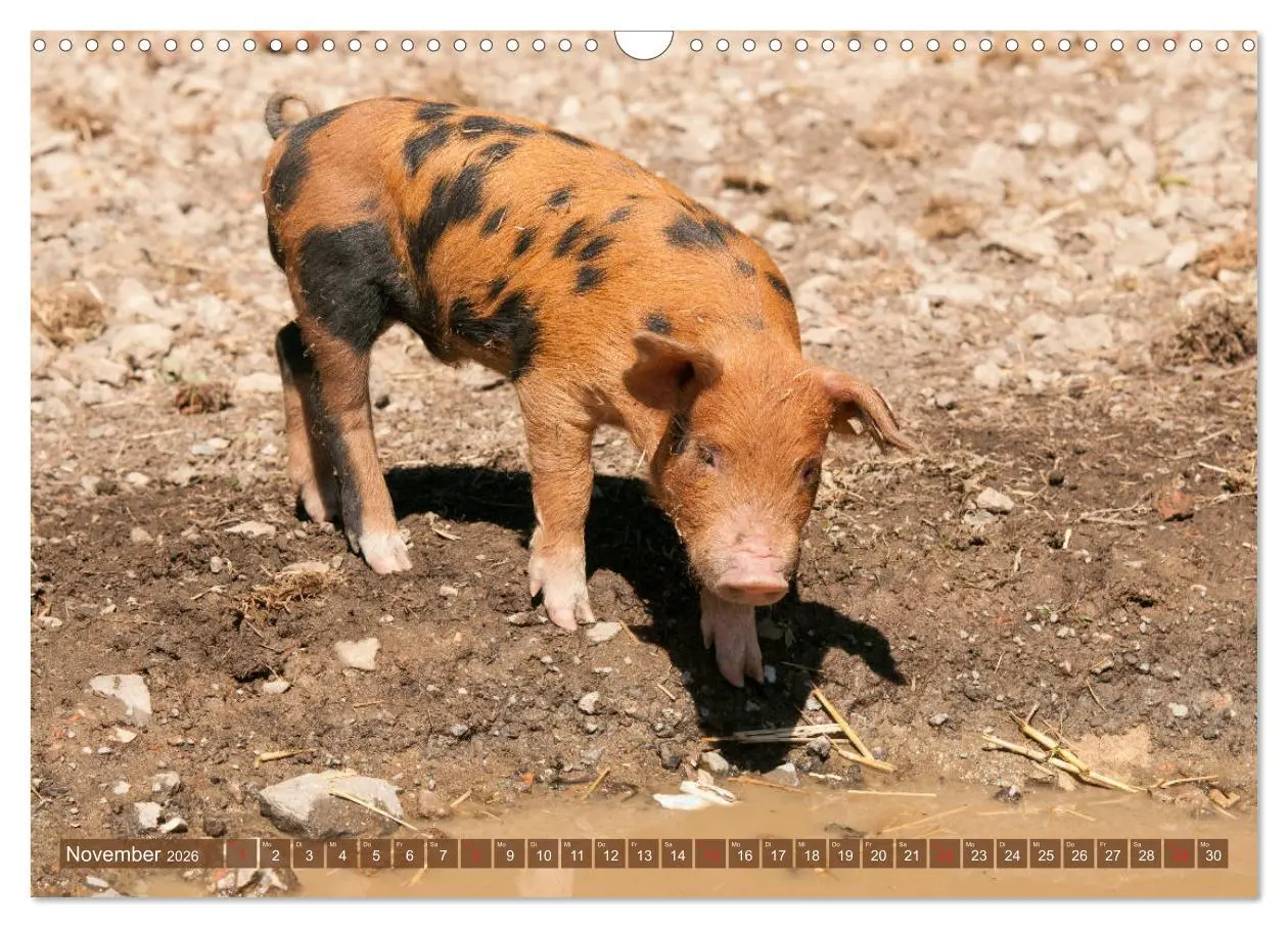 Bild: 9783457769485 | Glückliche Schweine Berkshire-Iberico Ferkel (Wandkalender 2026 DIN...