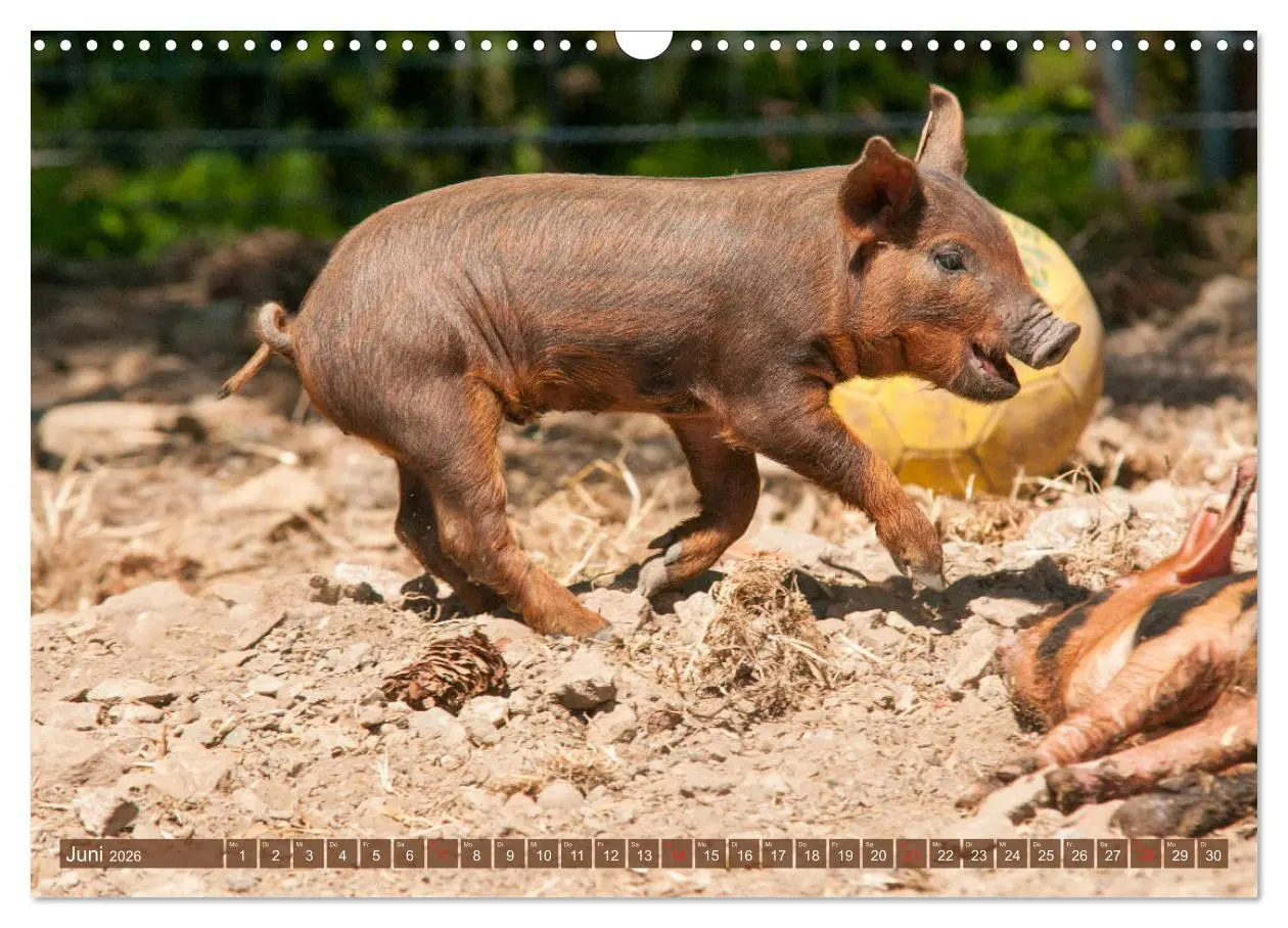Bild: 9783457769485 | Glückliche Schweine Berkshire-Iberico Ferkel (Wandkalender 2026 DIN...