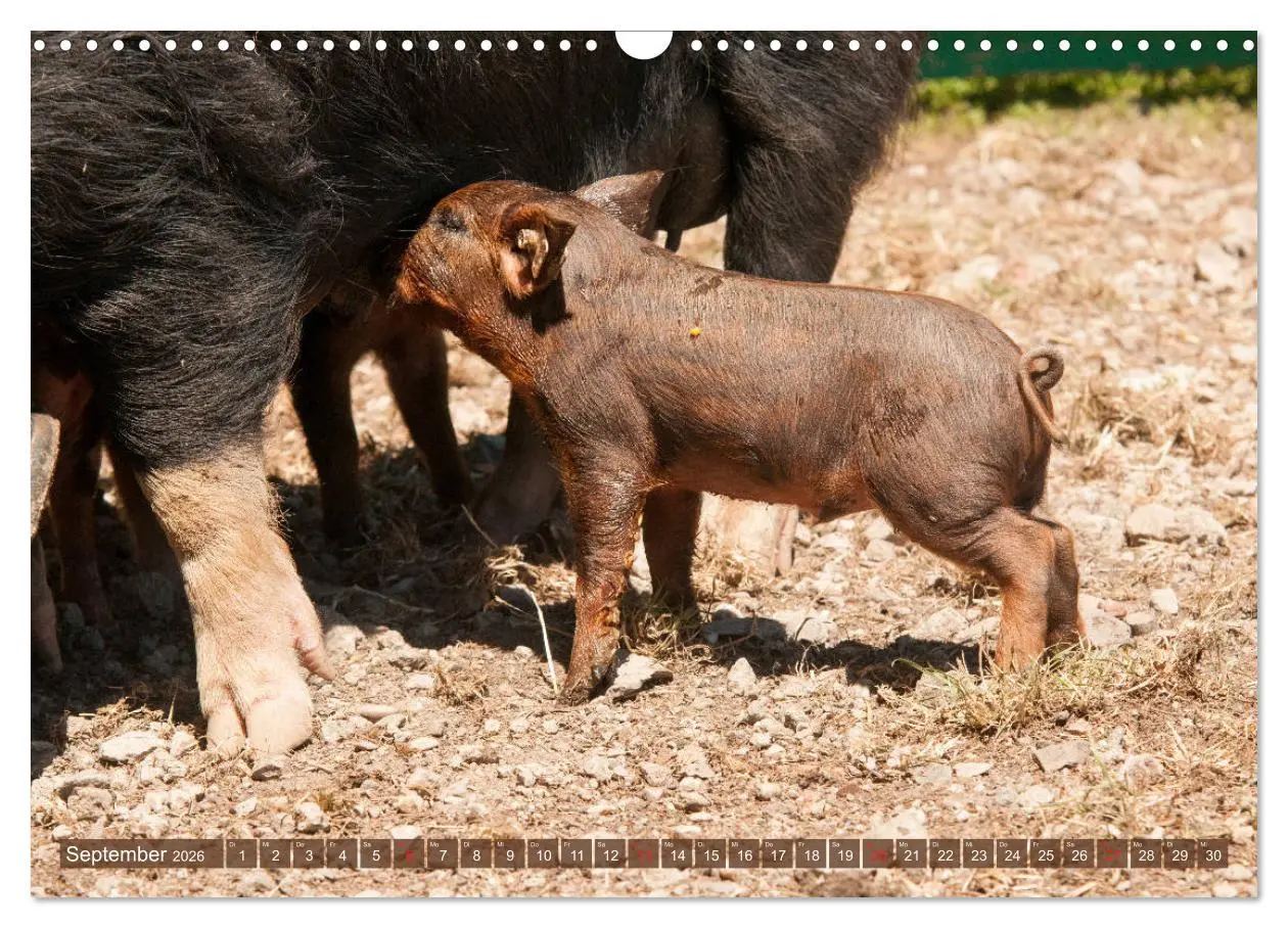 Bild: 9783457769485 | Glückliche Schweine Berkshire-Iberico Ferkel (Wandkalender 2026 DIN...