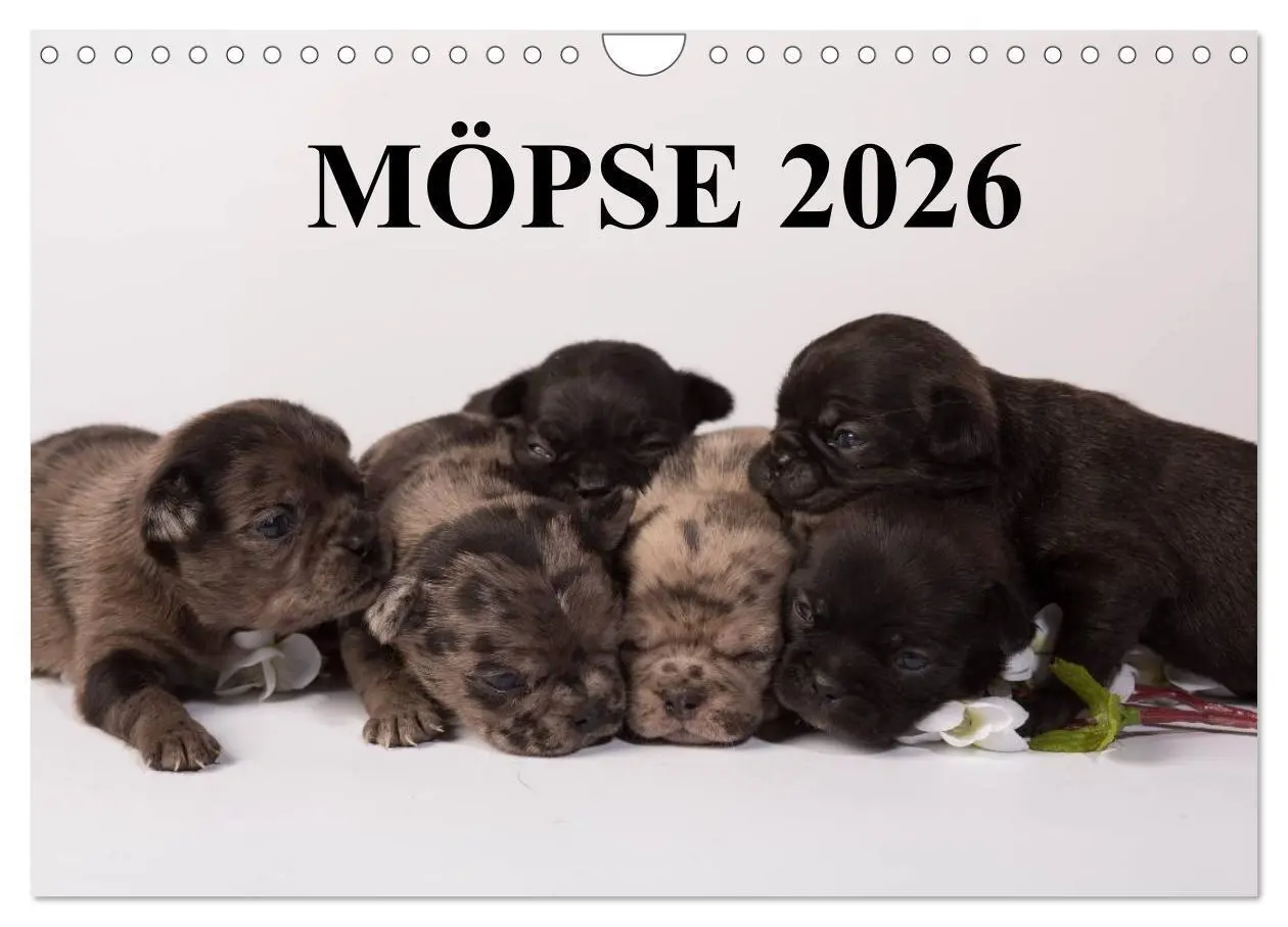 Cover: 9783516219685 | Möpse 2026 (Wandkalender 2026 DIN A4 quer), CALVENDO Monatskalender