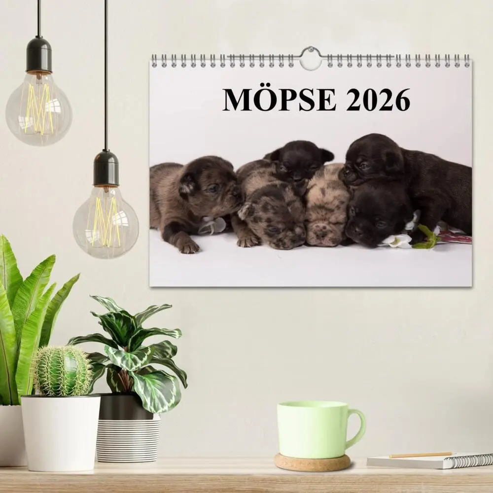 Bild: 9783516219685 | Möpse 2026 (Wandkalender 2026 DIN A4 quer), CALVENDO Monatskalender