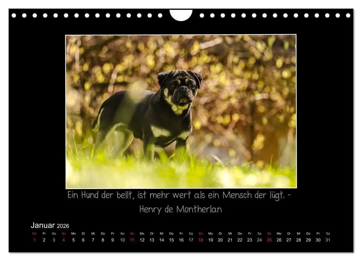 Bild: 9783516219685 | Möpse 2026 (Wandkalender 2026 DIN A4 quer), CALVENDO Monatskalender