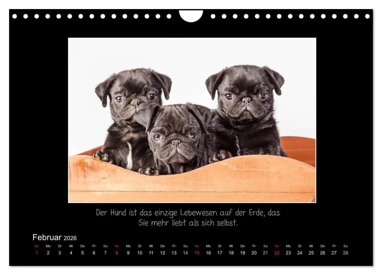 Bild: 9783516219685 | Möpse 2026 (Wandkalender 2026 DIN A4 quer), CALVENDO Monatskalender