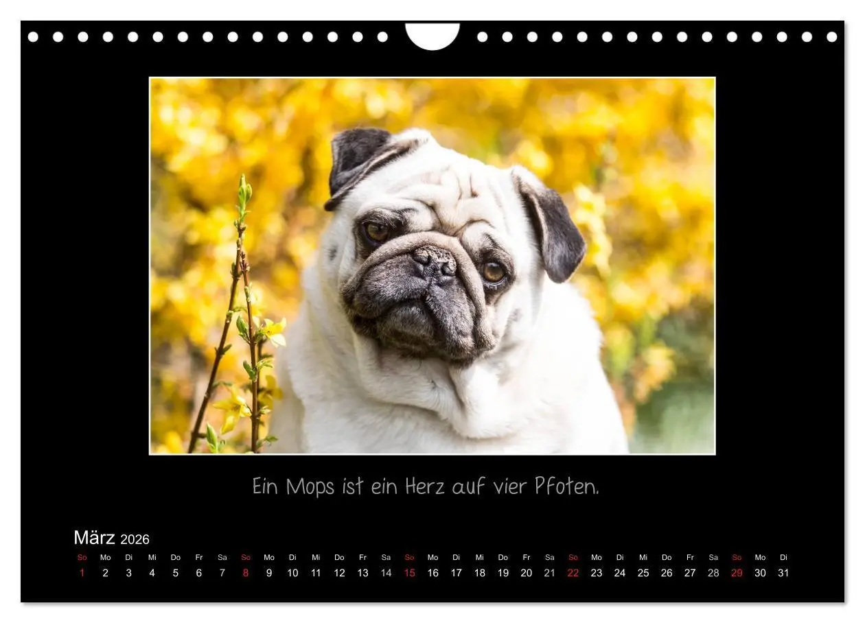 Bild: 9783516219685 | Möpse 2026 (Wandkalender 2026 DIN A4 quer), CALVENDO Monatskalender