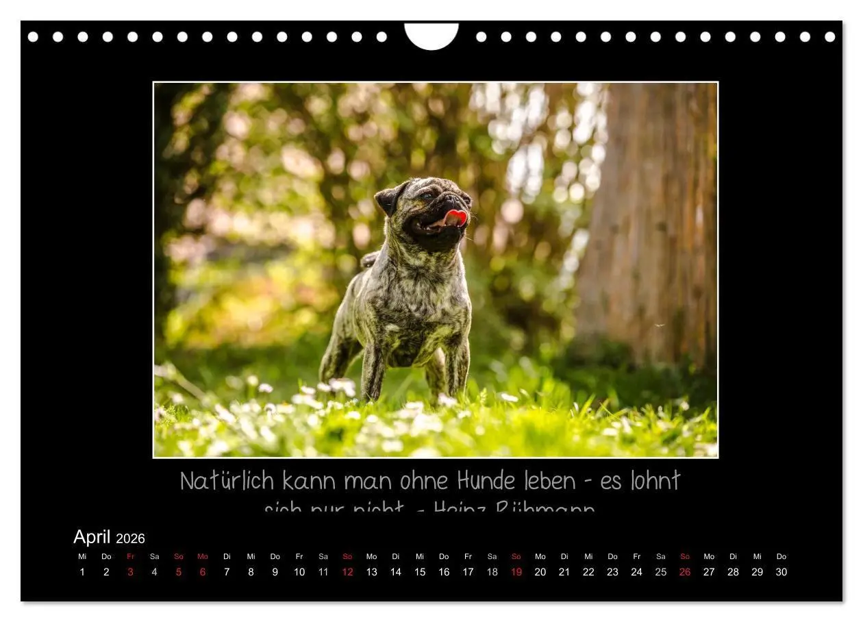 Bild: 9783516219685 | Möpse 2026 (Wandkalender 2026 DIN A4 quer), CALVENDO Monatskalender