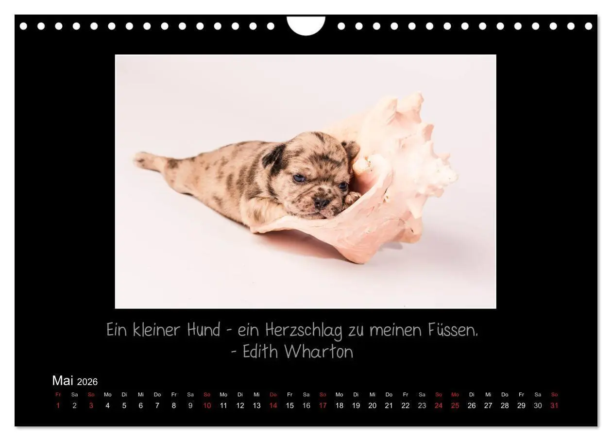 Bild: 9783516219685 | Möpse 2026 (Wandkalender 2026 DIN A4 quer), CALVENDO Monatskalender