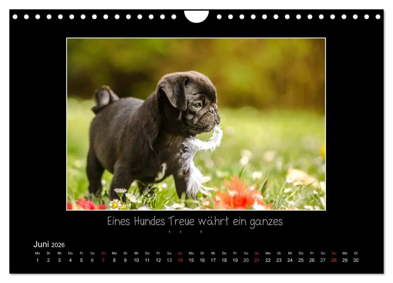 Bild: 9783516219685 | Möpse 2026 (Wandkalender 2026 DIN A4 quer), CALVENDO Monatskalender
