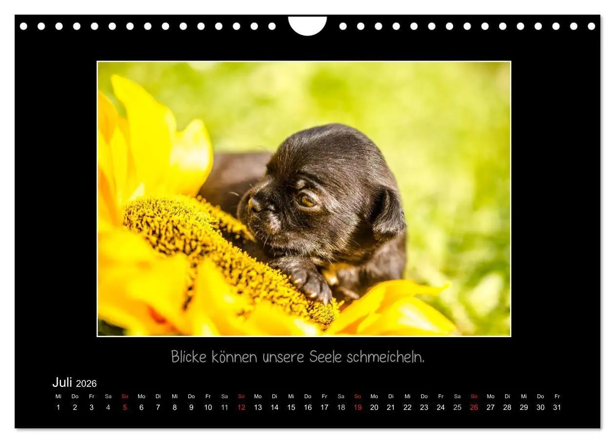 Bild: 9783516219685 | Möpse 2026 (Wandkalender 2026 DIN A4 quer), CALVENDO Monatskalender