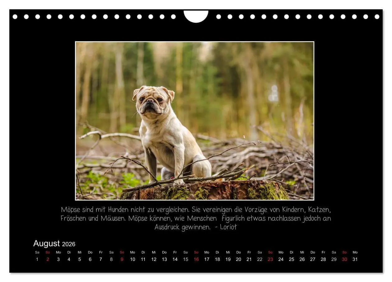 Bild: 9783516219685 | Möpse 2026 (Wandkalender 2026 DIN A4 quer), CALVENDO Monatskalender
