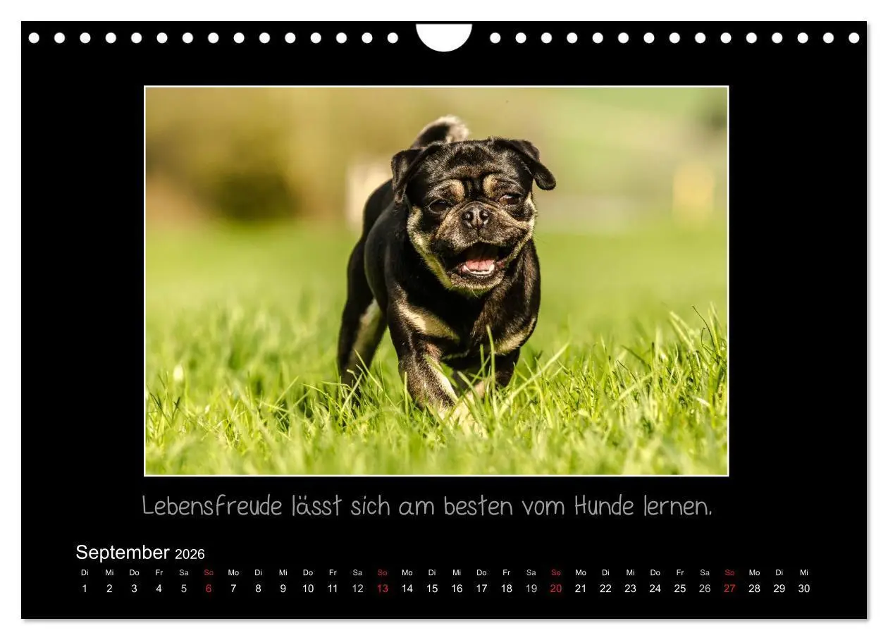 Bild: 9783516219685 | Möpse 2026 (Wandkalender 2026 DIN A4 quer), CALVENDO Monatskalender