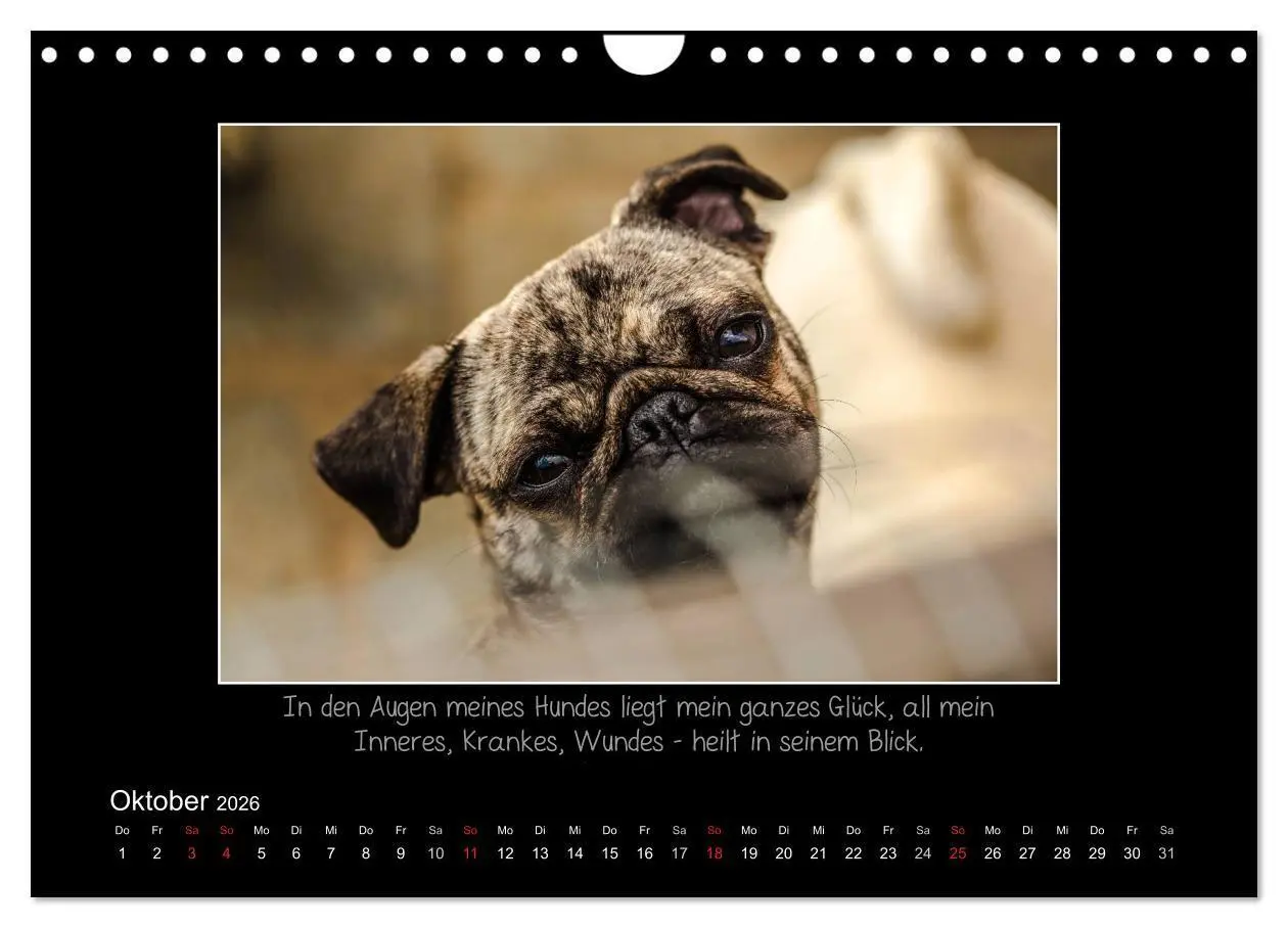 Bild: 9783516219685 | Möpse 2026 (Wandkalender 2026 DIN A4 quer), CALVENDO Monatskalender
