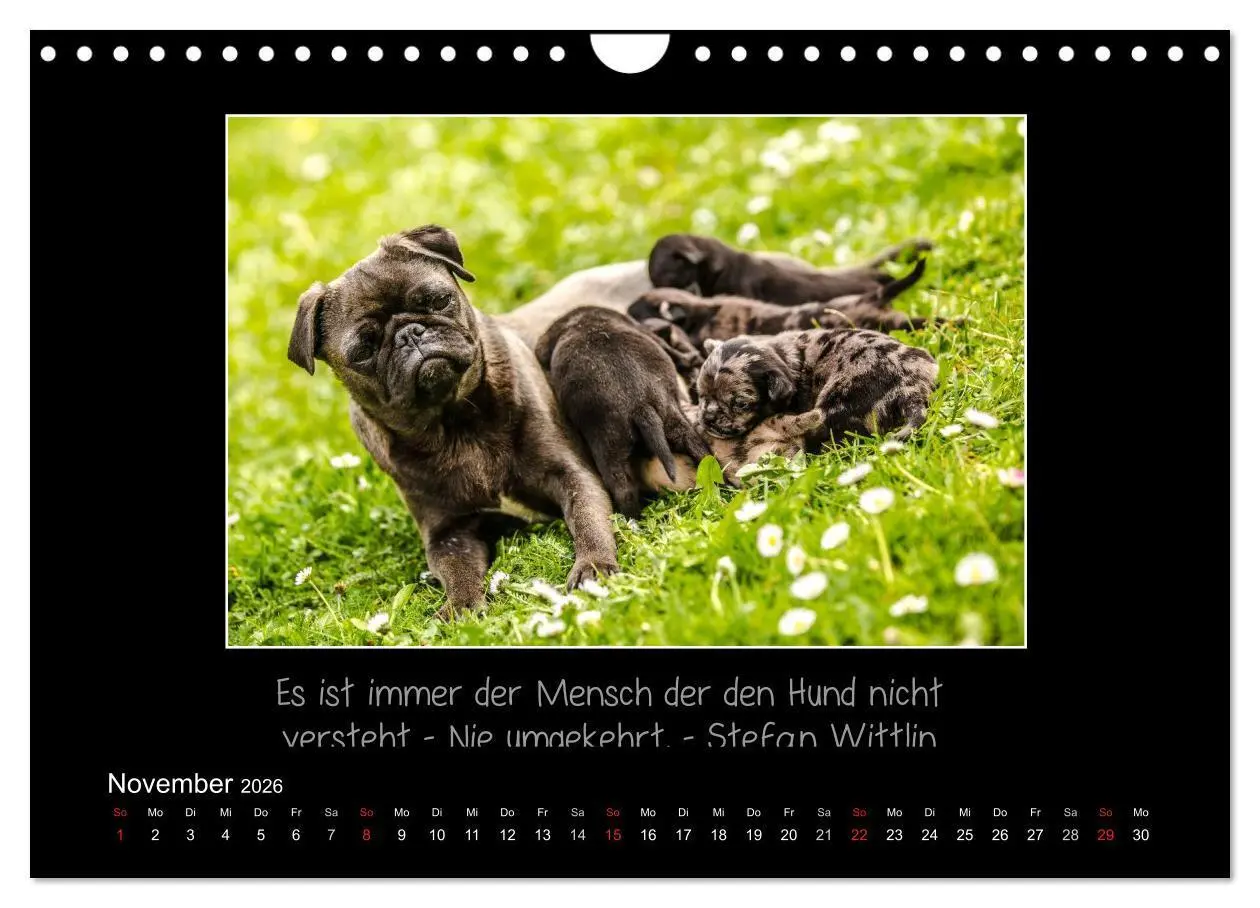 Bild: 9783516219685 | Möpse 2026 (Wandkalender 2026 DIN A4 quer), CALVENDO Monatskalender
