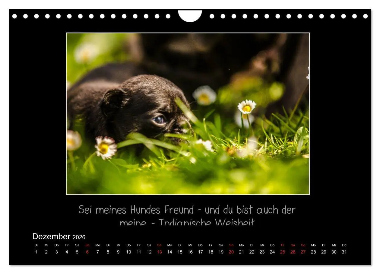 Bild: 9783516219685 | Möpse 2026 (Wandkalender 2026 DIN A4 quer), CALVENDO Monatskalender