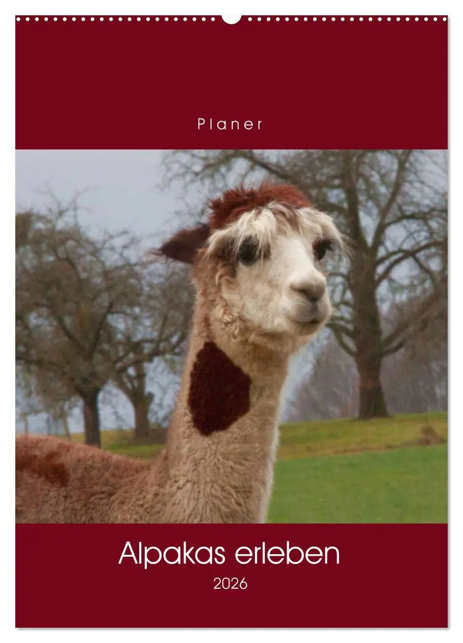 Cover: 9783516389685 | Alpakas erleben (Wandkalender 2026 DIN A2 hoch), CALVENDO...