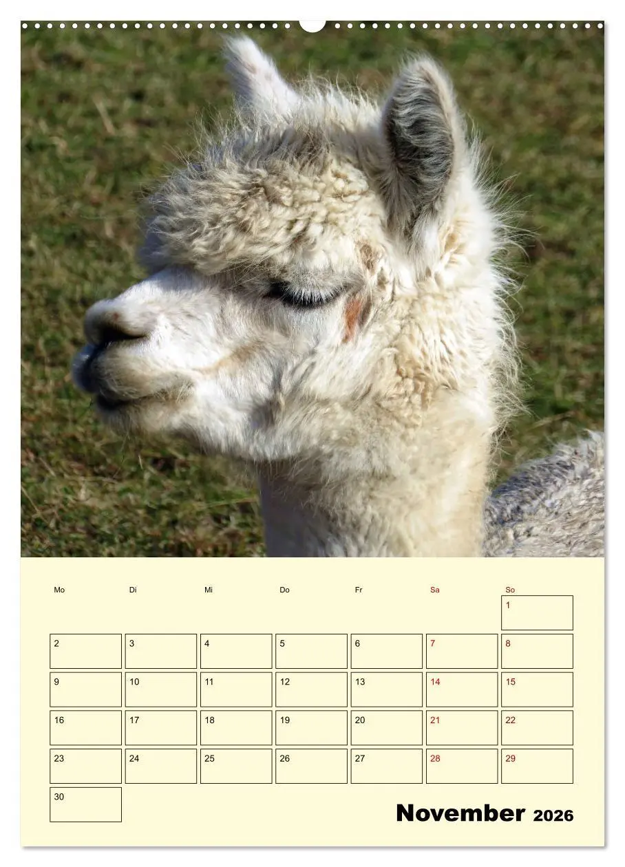 Bild: 9783516389685 | Alpakas erleben (Wandkalender 2026 DIN A2 hoch), CALVENDO...