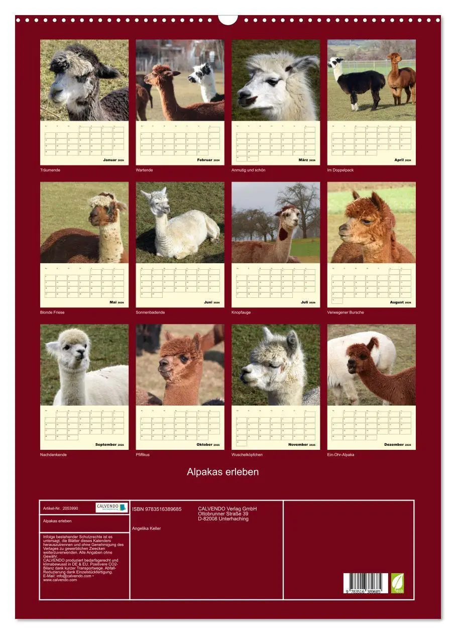 Bild: 9783516389685 | Alpakas erleben (Wandkalender 2026 DIN A2 hoch), CALVENDO...