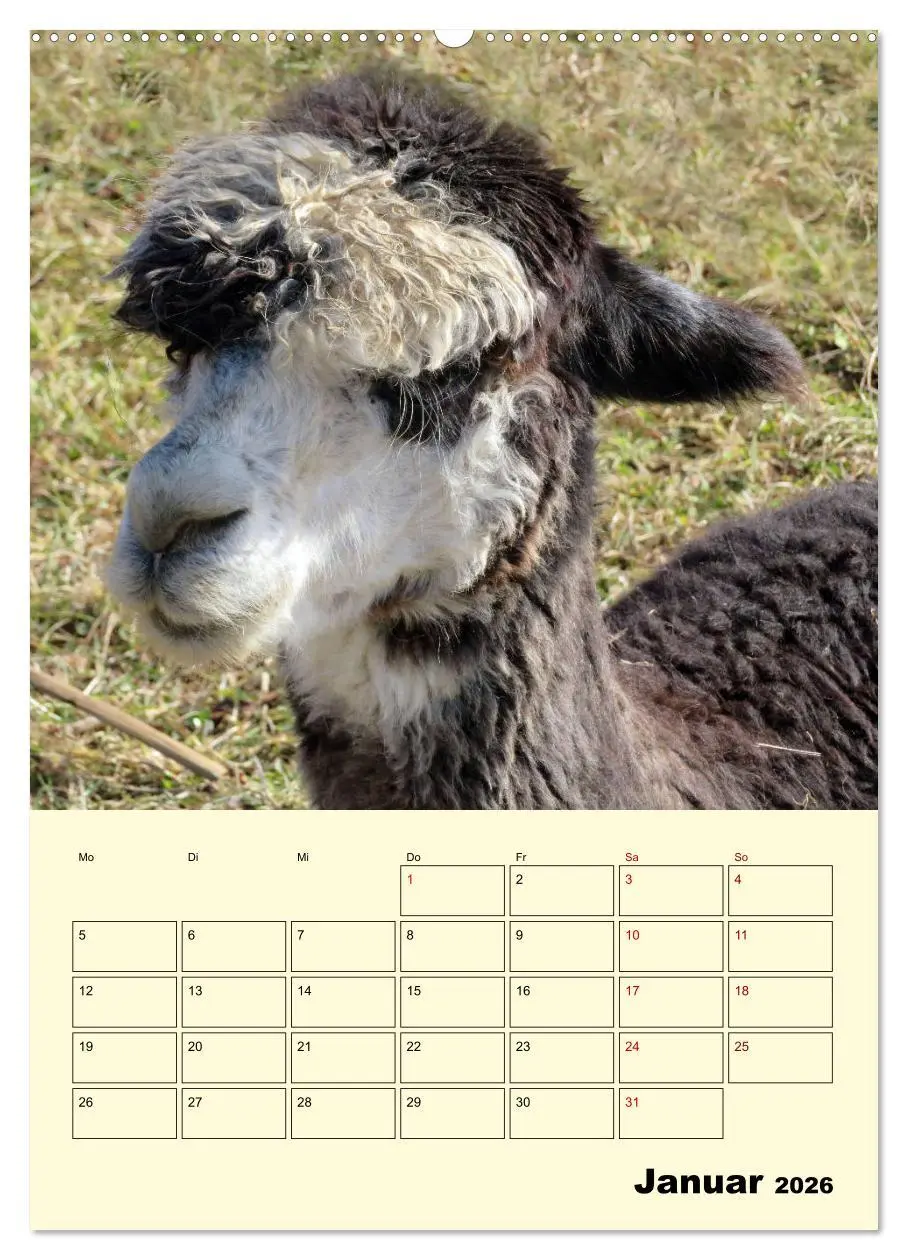 Bild: 9783516389685 | Alpakas erleben (Wandkalender 2026 DIN A2 hoch), CALVENDO...
