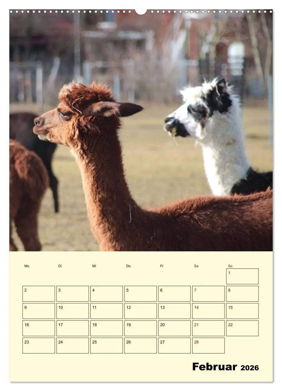 Bild: 9783516389685 | Alpakas erleben (Wandkalender 2026 DIN A2 hoch), CALVENDO...