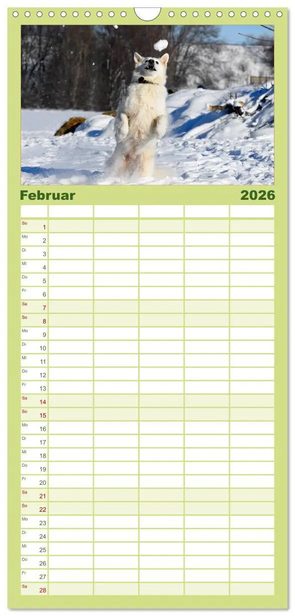 Bild: 9783516519785 | Familienplaner 2026 - Weißer Schweizer Schäferhund mit 5 Spalten...