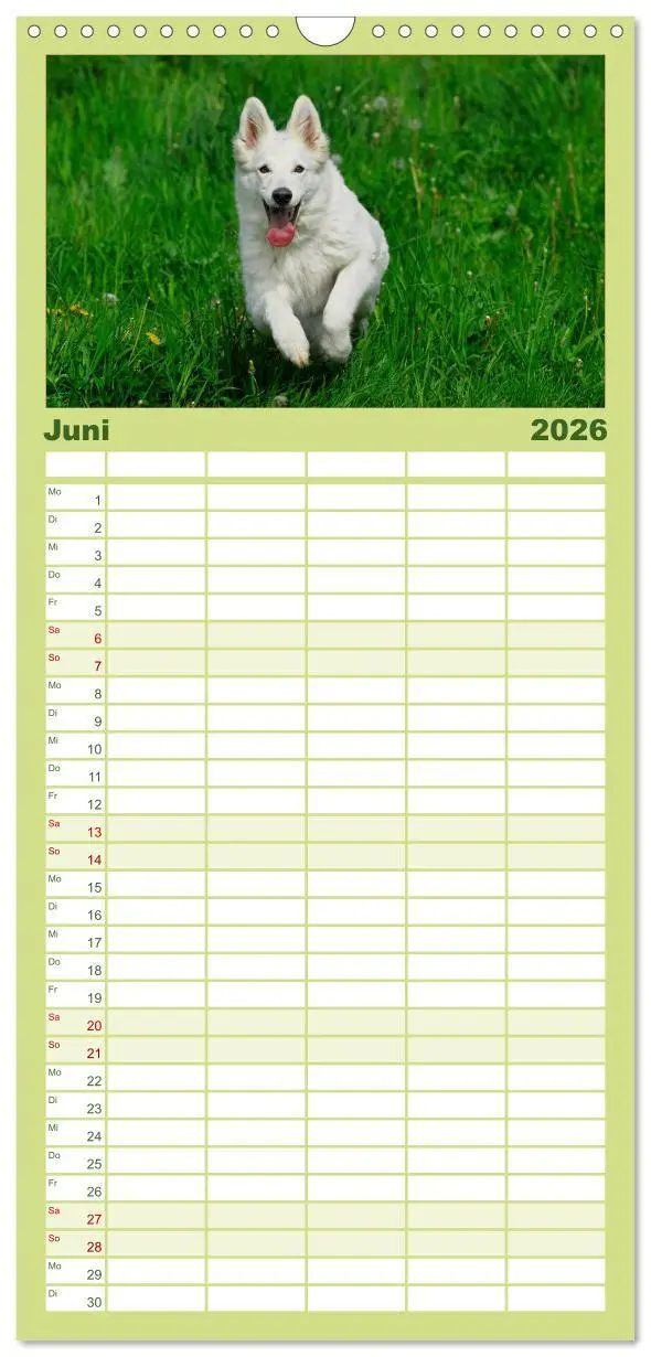 Bild: 9783516519785 | Familienplaner 2026 - Weißer Schweizer Schäferhund mit 5 Spalten...