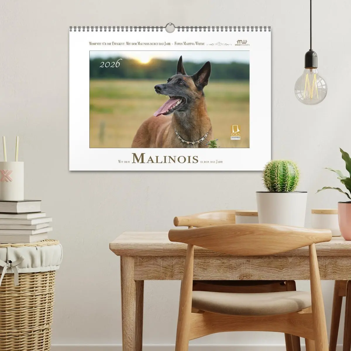 Bild: 9783457279885 | Mit dem Malinois durch das Jahr (Wandkalender 2026 DIN A3 quer),...