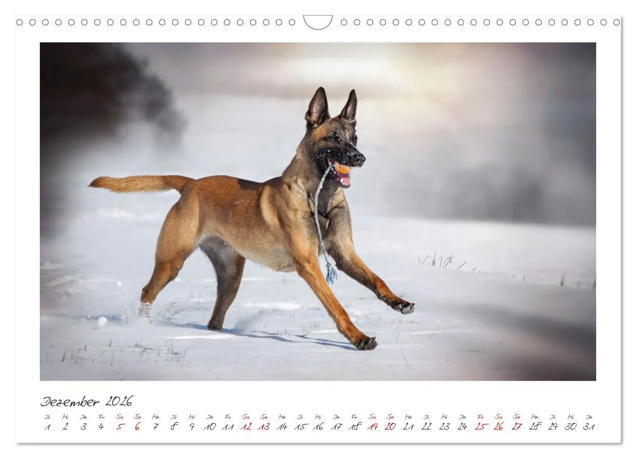Bild: 9783457279885 | Mit dem Malinois durch das Jahr (Wandkalender 2026 DIN A3 quer),...