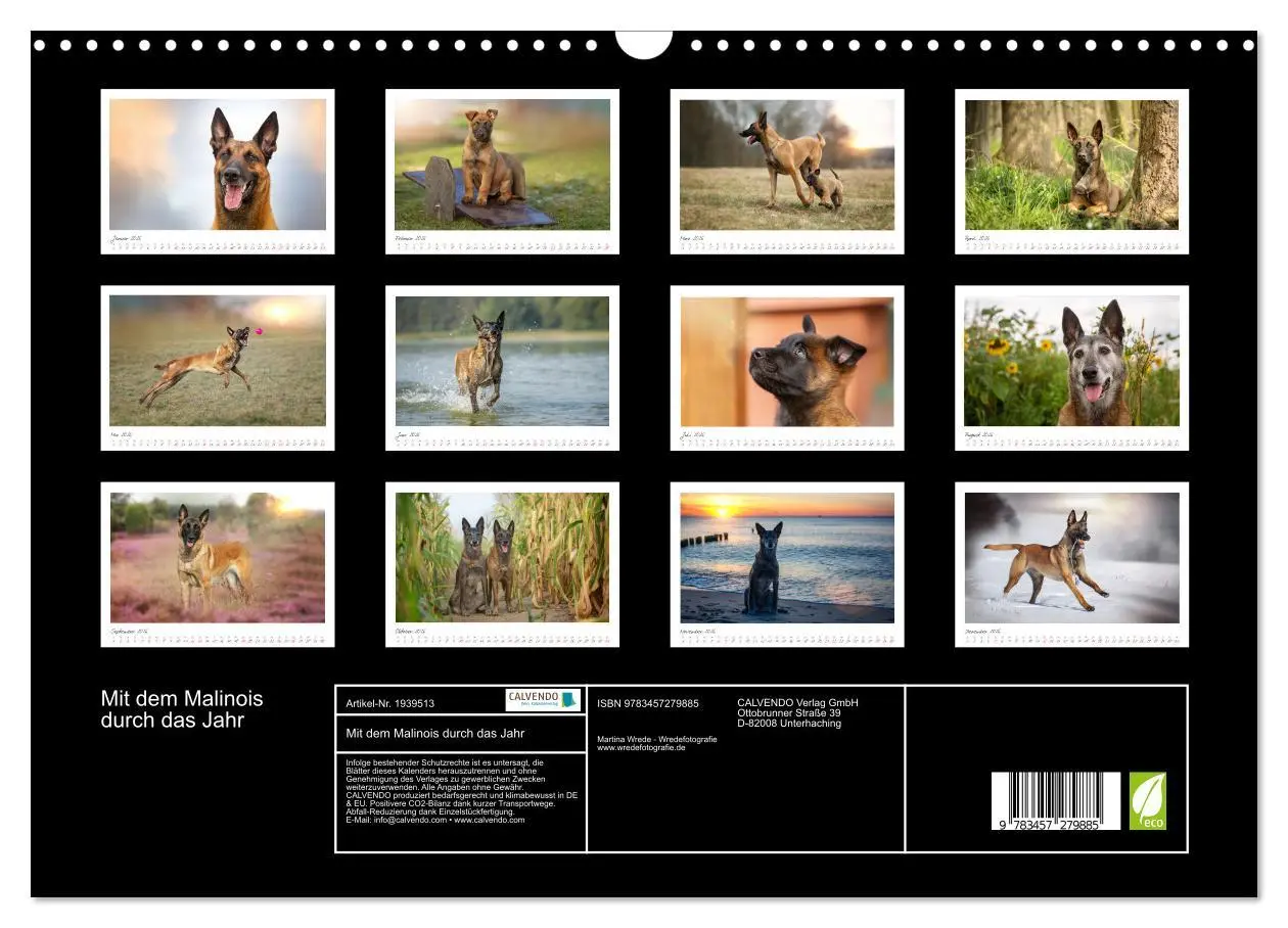 Bild: 9783457279885 | Mit dem Malinois durch das Jahr (Wandkalender 2026 DIN A3 quer),...