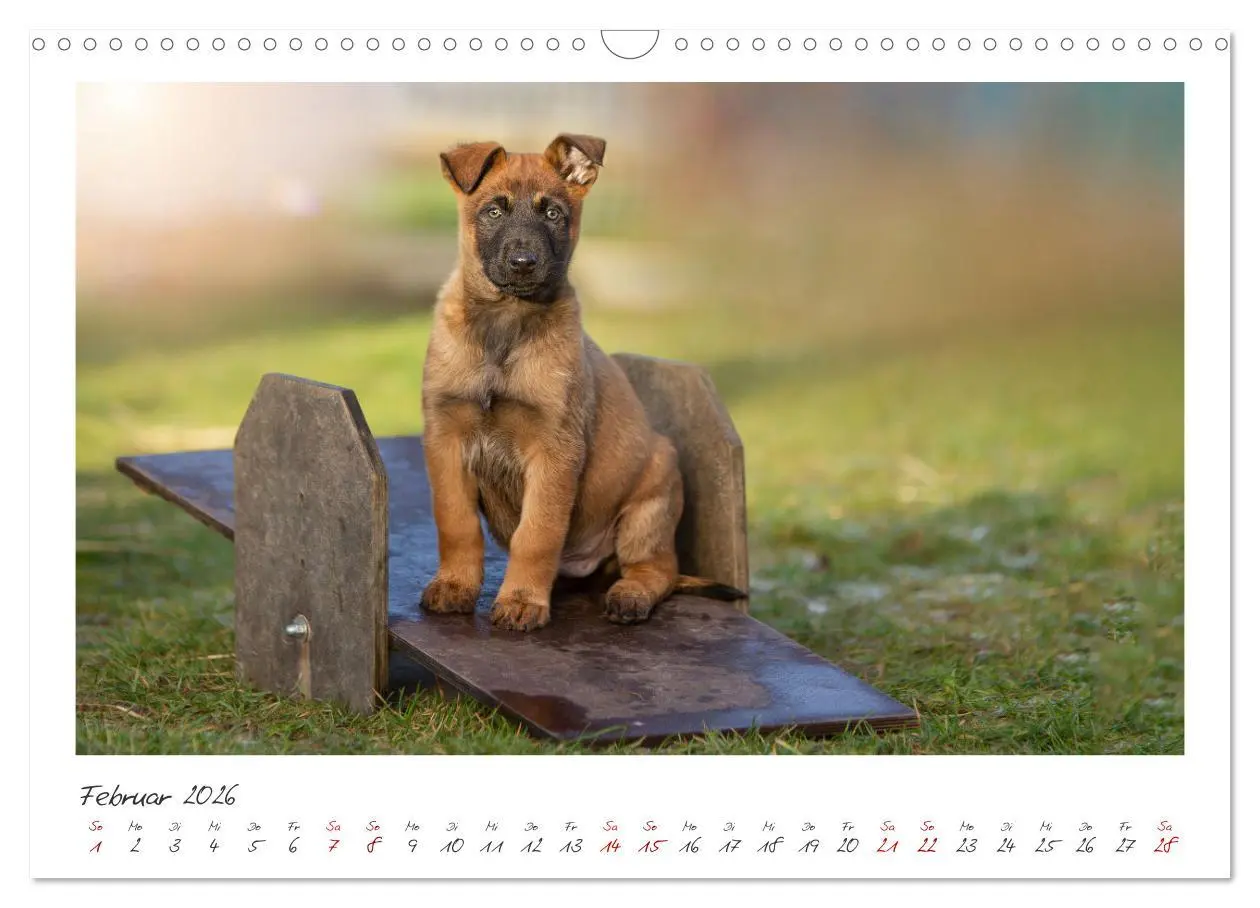 Bild: 9783457279885 | Mit dem Malinois durch das Jahr (Wandkalender 2026 DIN A3 quer),...