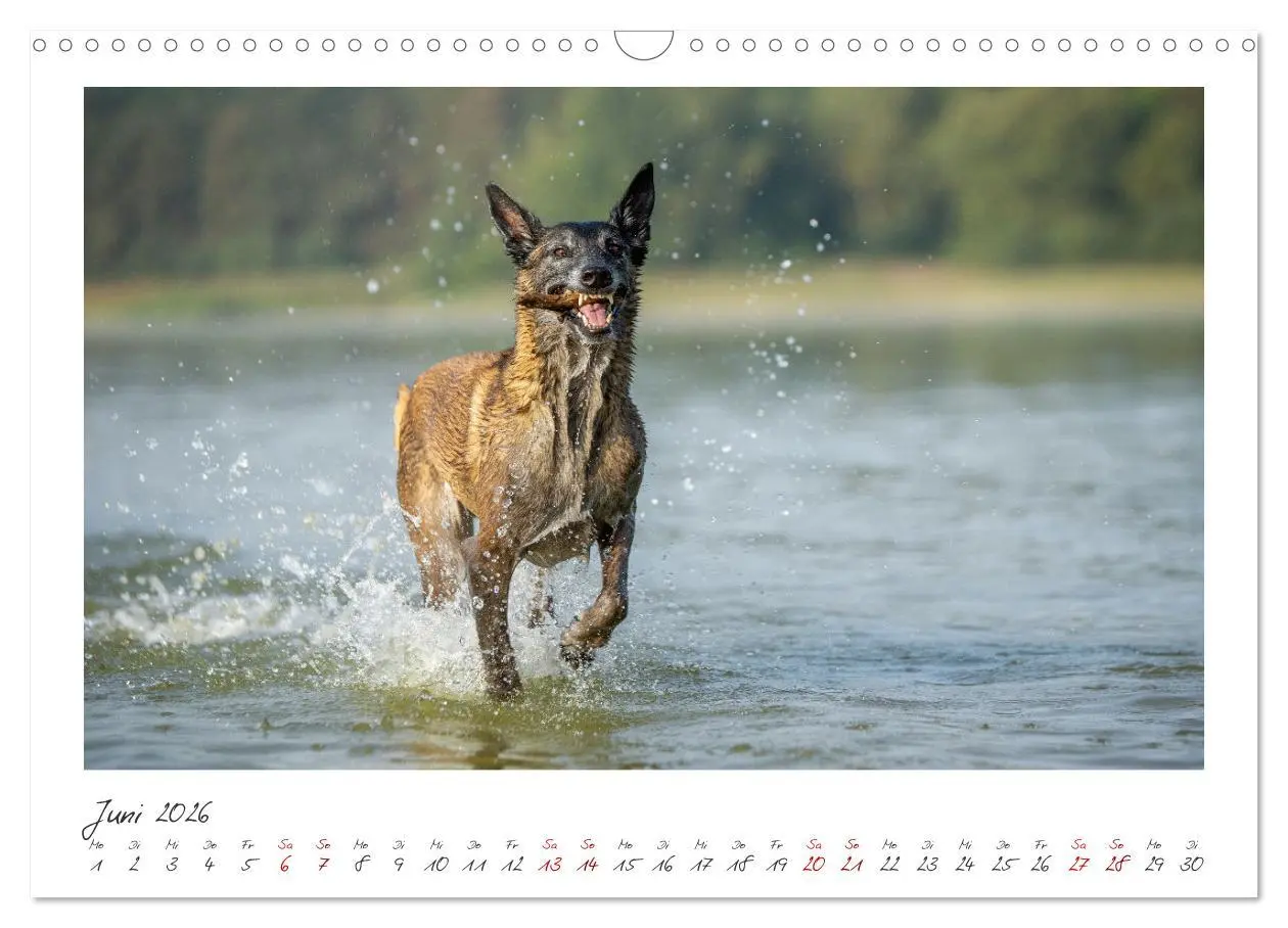 Bild: 9783457279885 | Mit dem Malinois durch das Jahr (Wandkalender 2026 DIN A3 quer),...