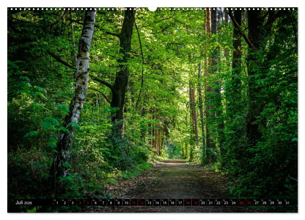 Bild: 9783457719985 | Wege des einfachen Glücks - Spaziergänge im Wald (hochwertiger...