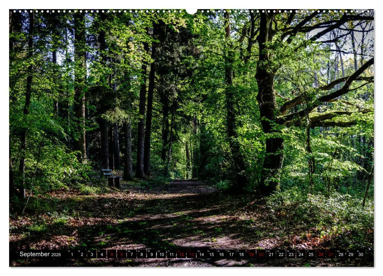 Bild: 9783457719985 | Wege des einfachen Glücks - Spaziergänge im Wald (hochwertiger...
