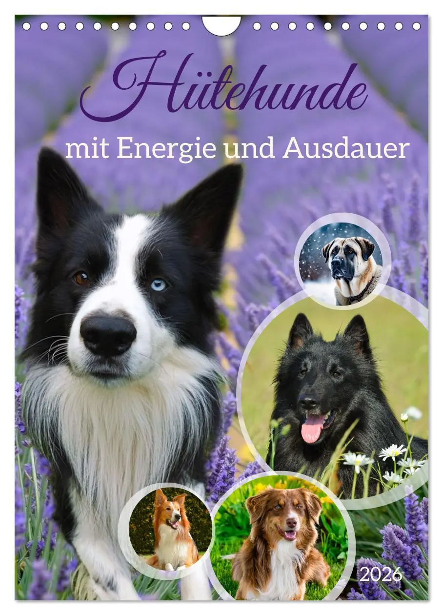Cover: 9783516599985 | Hütehunde mit Energie und Ausdauer (Wandkalender 2026 DIN A4 hoch),...