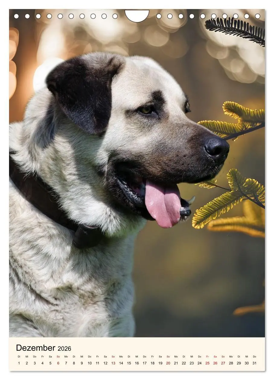 Bild: 9783516599985 | Hütehunde mit Energie und Ausdauer (Wandkalender 2026 DIN A4 hoch),...