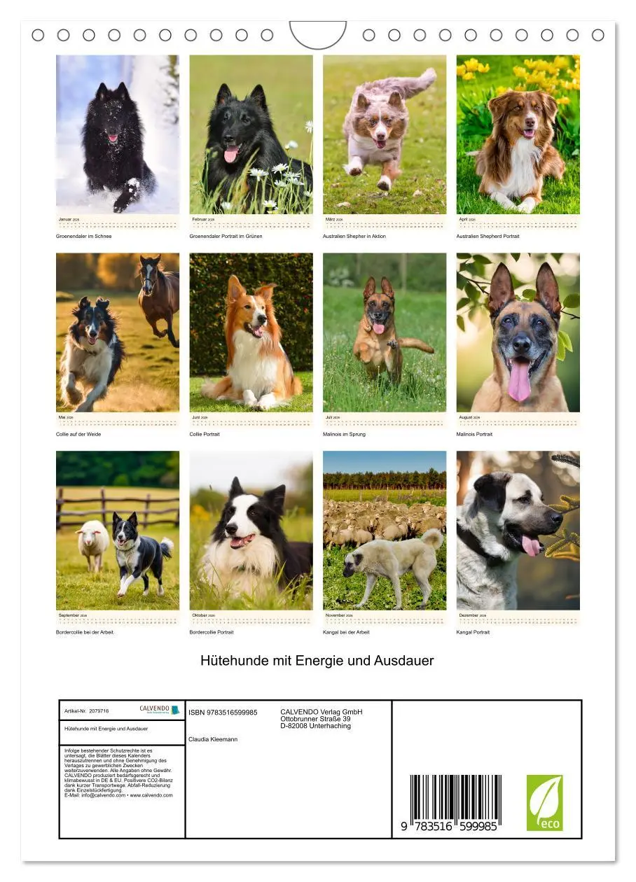 Bild: 9783516599985 | Hütehunde mit Energie und Ausdauer (Wandkalender 2026 DIN A4 hoch),...