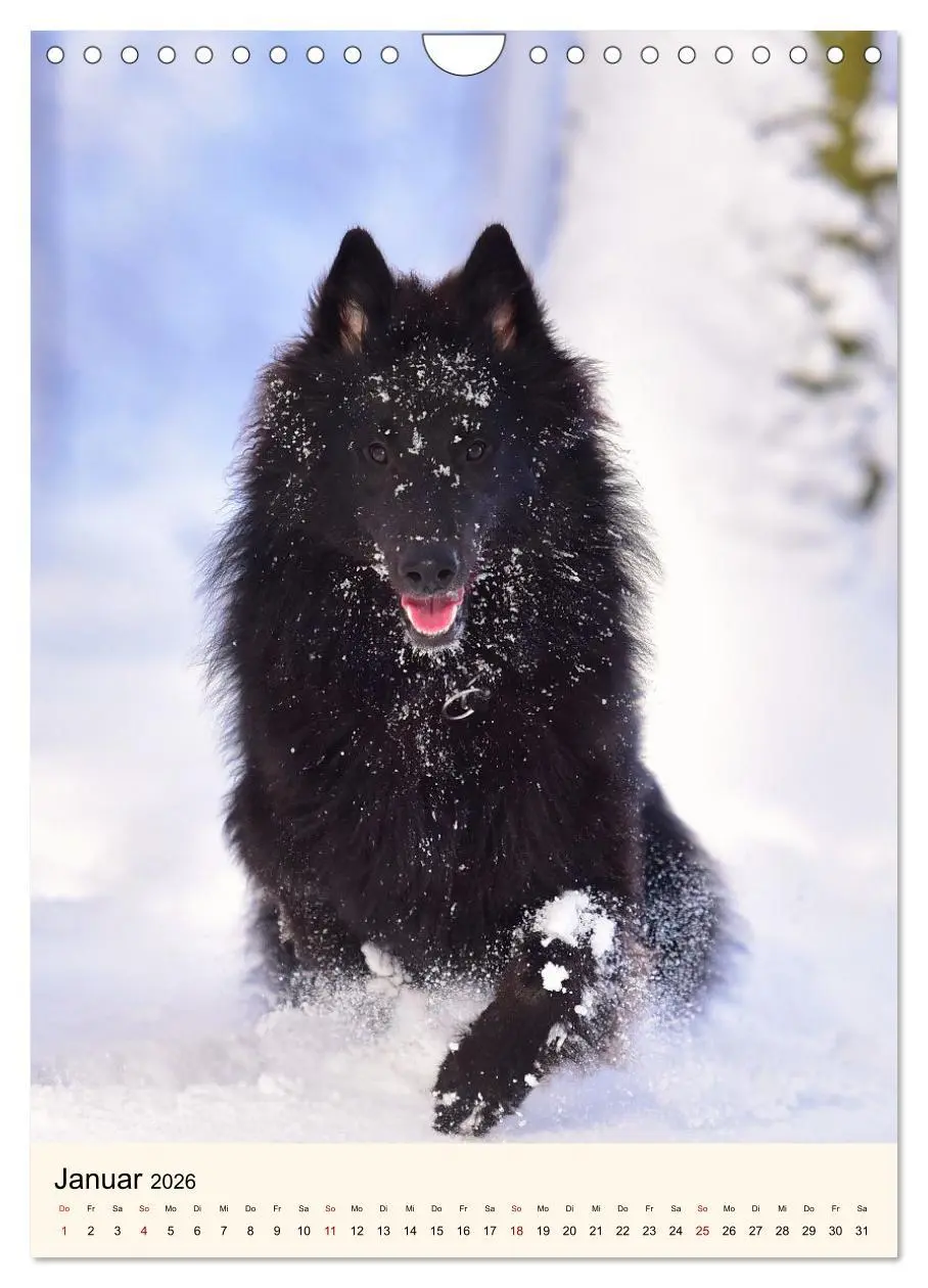 Bild: 9783516599985 | Hütehunde mit Energie und Ausdauer (Wandkalender 2026 DIN A4 hoch),...