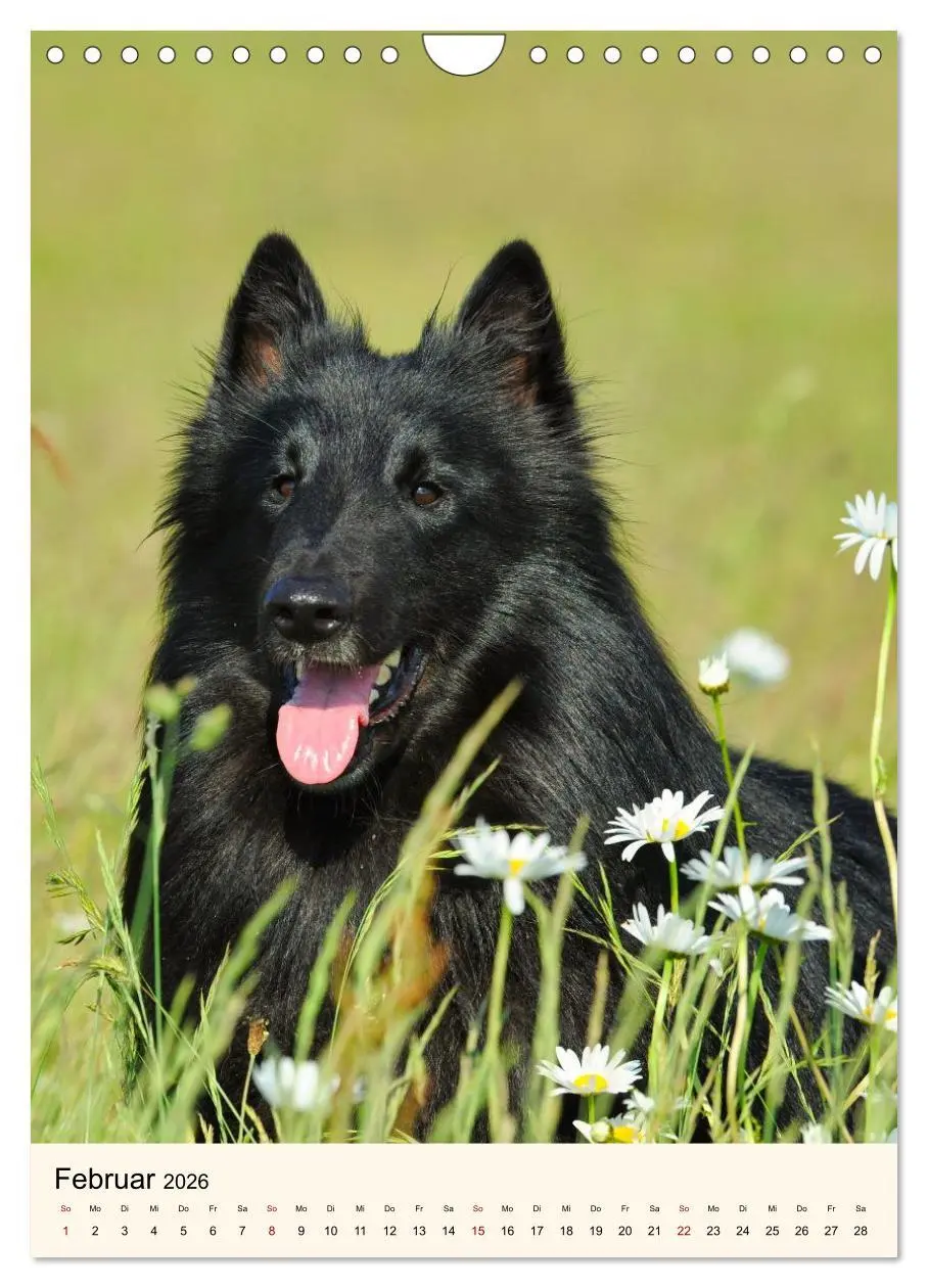 Bild: 9783516599985 | Hütehunde mit Energie und Ausdauer (Wandkalender 2026 DIN A4 hoch),...