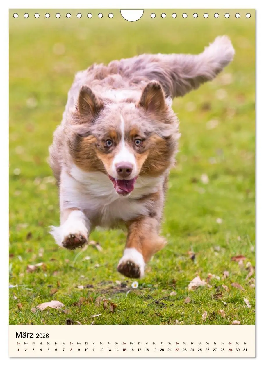 Bild: 9783516599985 | Hütehunde mit Energie und Ausdauer (Wandkalender 2026 DIN A4 hoch),...