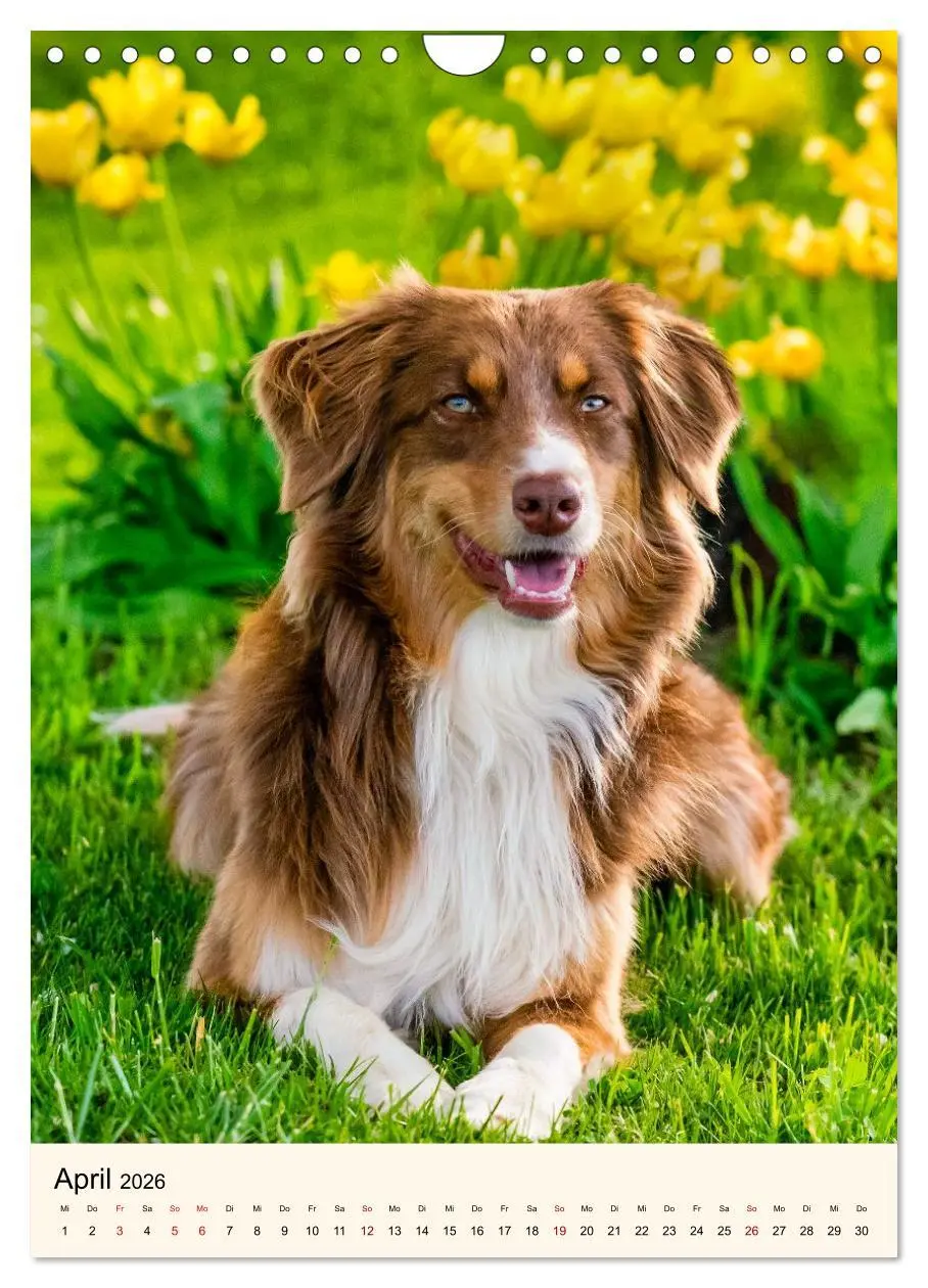 Bild: 9783516599985 | Hütehunde mit Energie und Ausdauer (Wandkalender 2026 DIN A4 hoch),...