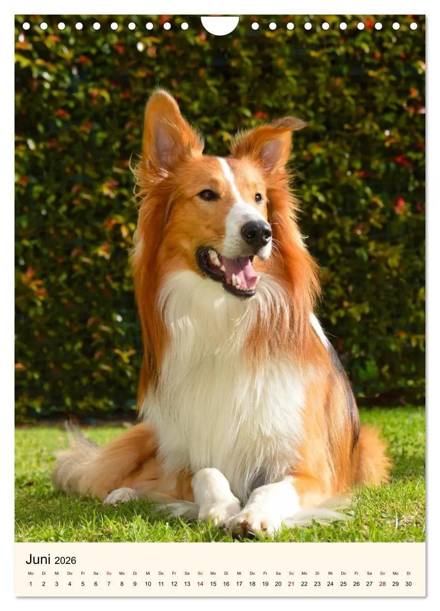 Bild: 9783516599985 | Hütehunde mit Energie und Ausdauer (Wandkalender 2026 DIN A4 hoch),...