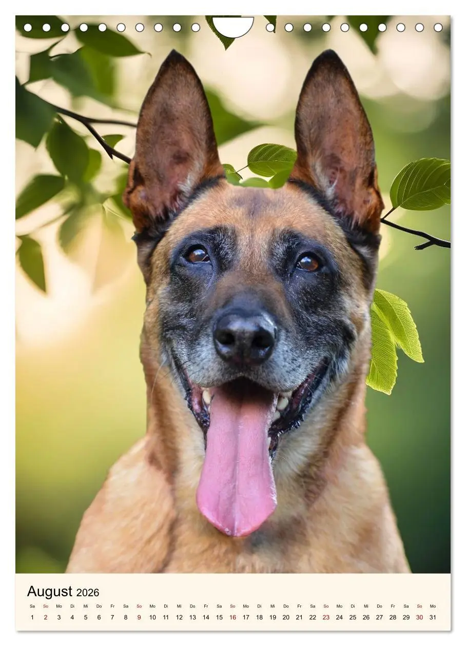 Bild: 9783516599985 | Hütehunde mit Energie und Ausdauer (Wandkalender 2026 DIN A4 hoch),...